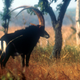 A photo taken over 40 years ago of a giant sable of Angola. There have been no confirmed sightings of the antelope for 30 years.
